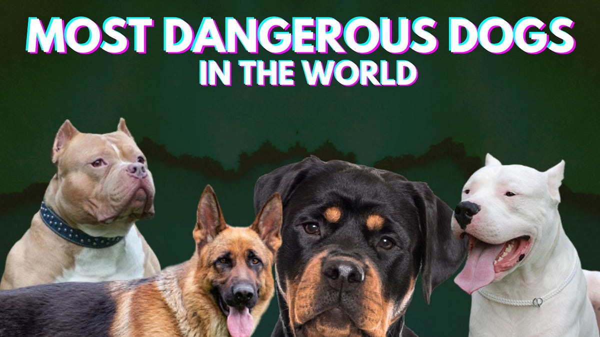 10 of the Most Ferocious Dogs in the World A Look at the Breeds That Have a Reputation for