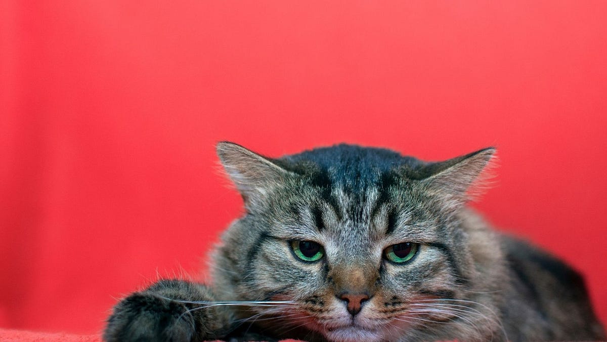 How to Tell if Your Cat Is Angry at You by OzPro Pets Medium