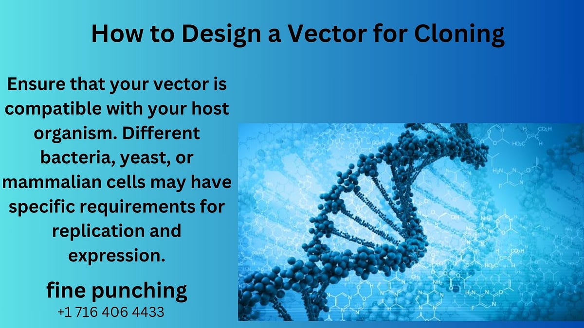 How to Design a Vector for Cloning by Fine punching Medium