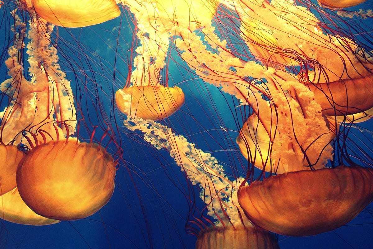 how-do-jellyfish-survive-without-a-brain-by-sci-facts-inkspired