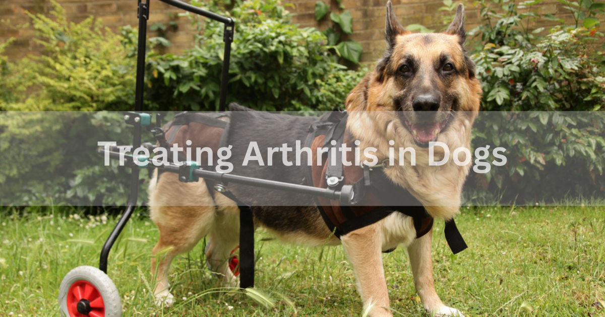 Common signs and symptoms for treating arthritis in dogs by Dogs