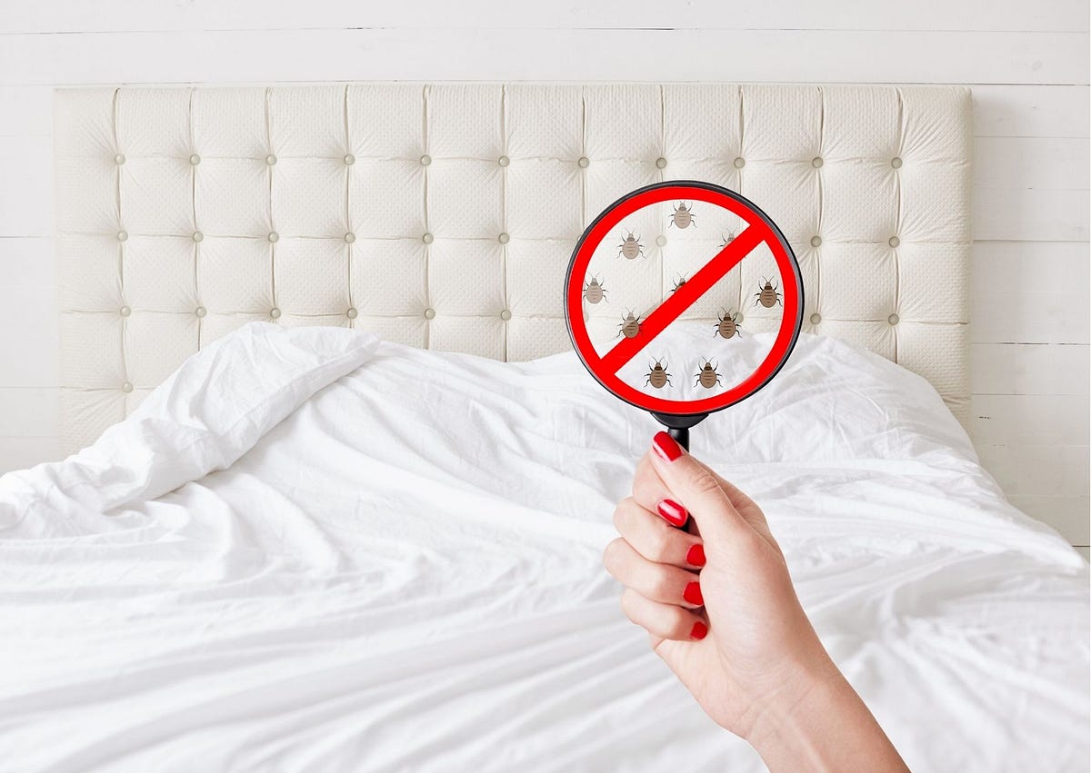 Can bed bugs be removed permanently? by Bed Bug controller Medium