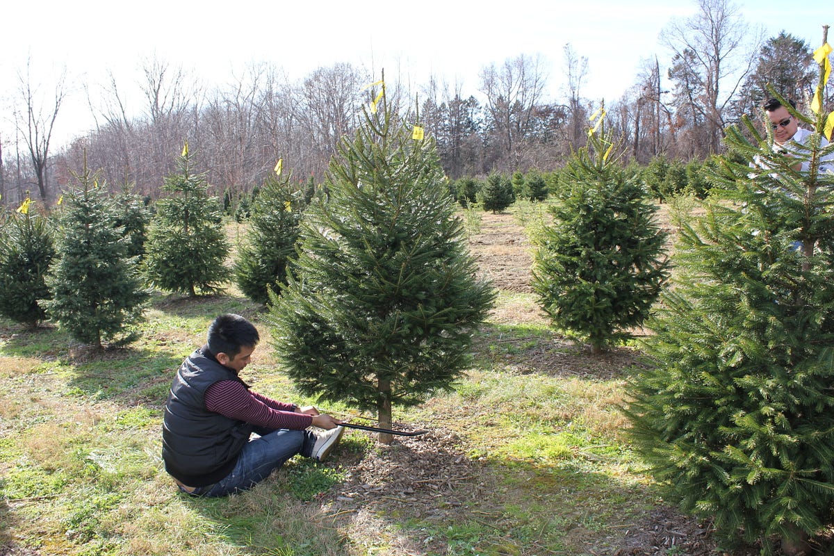 Image of: Eight Things to Buy Instead of That Overpriced Christmas Tree