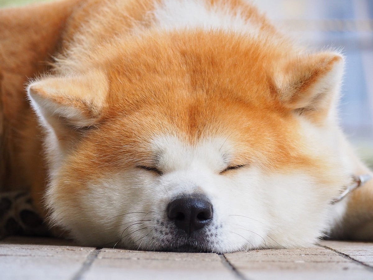 Small dog that looks like best sale an akita