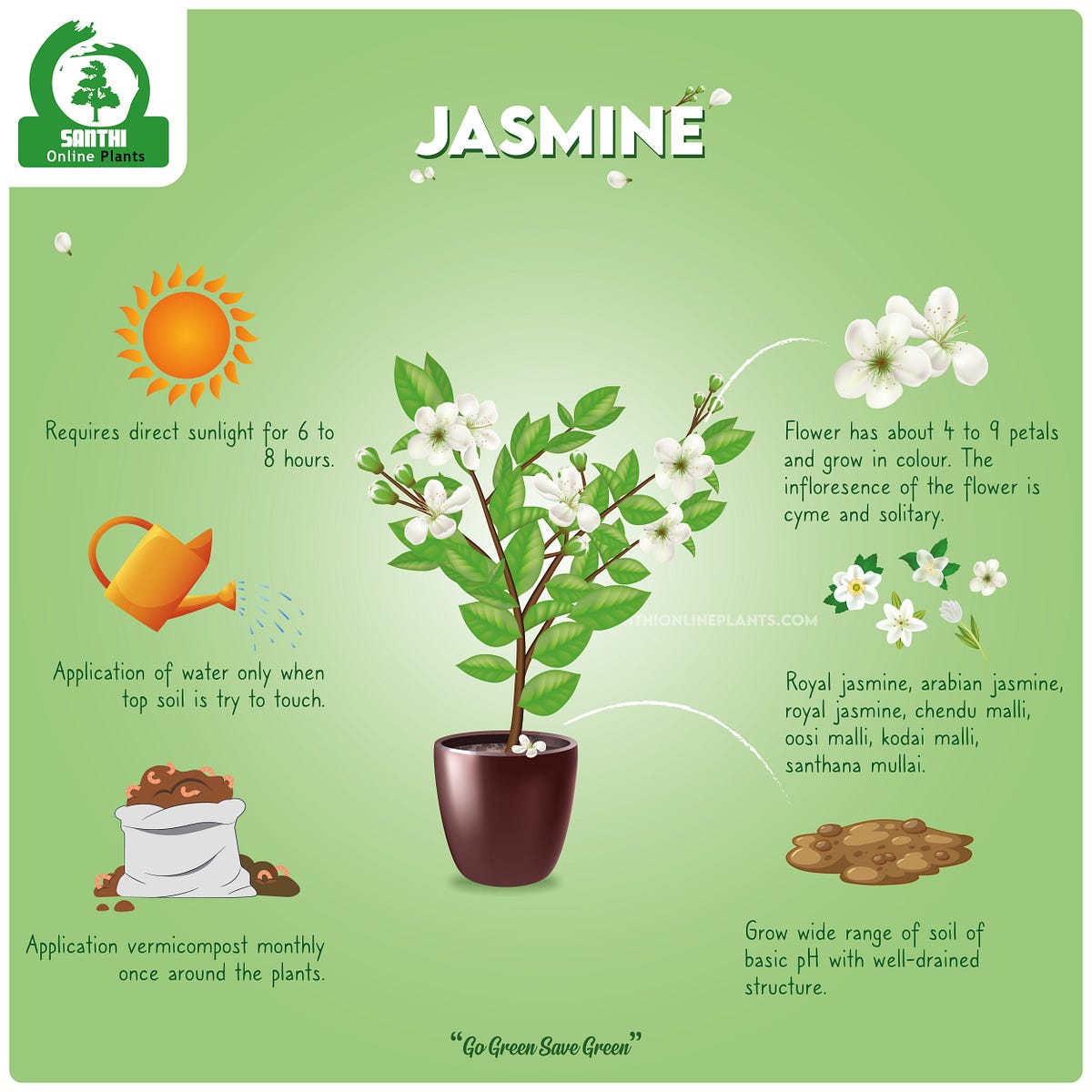 JASMINE PLANT - nursery plant - Medium
