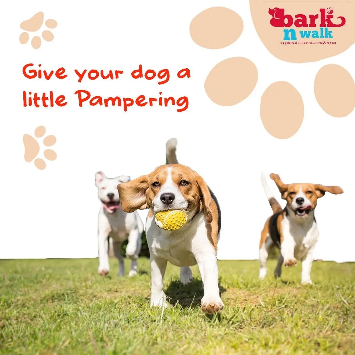 dog kennels in delhi barkn walk Medium