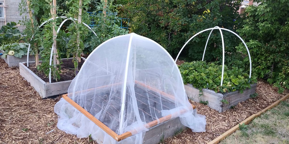 Undercover Gardening. Using coverings to control pests and… by Dustin
