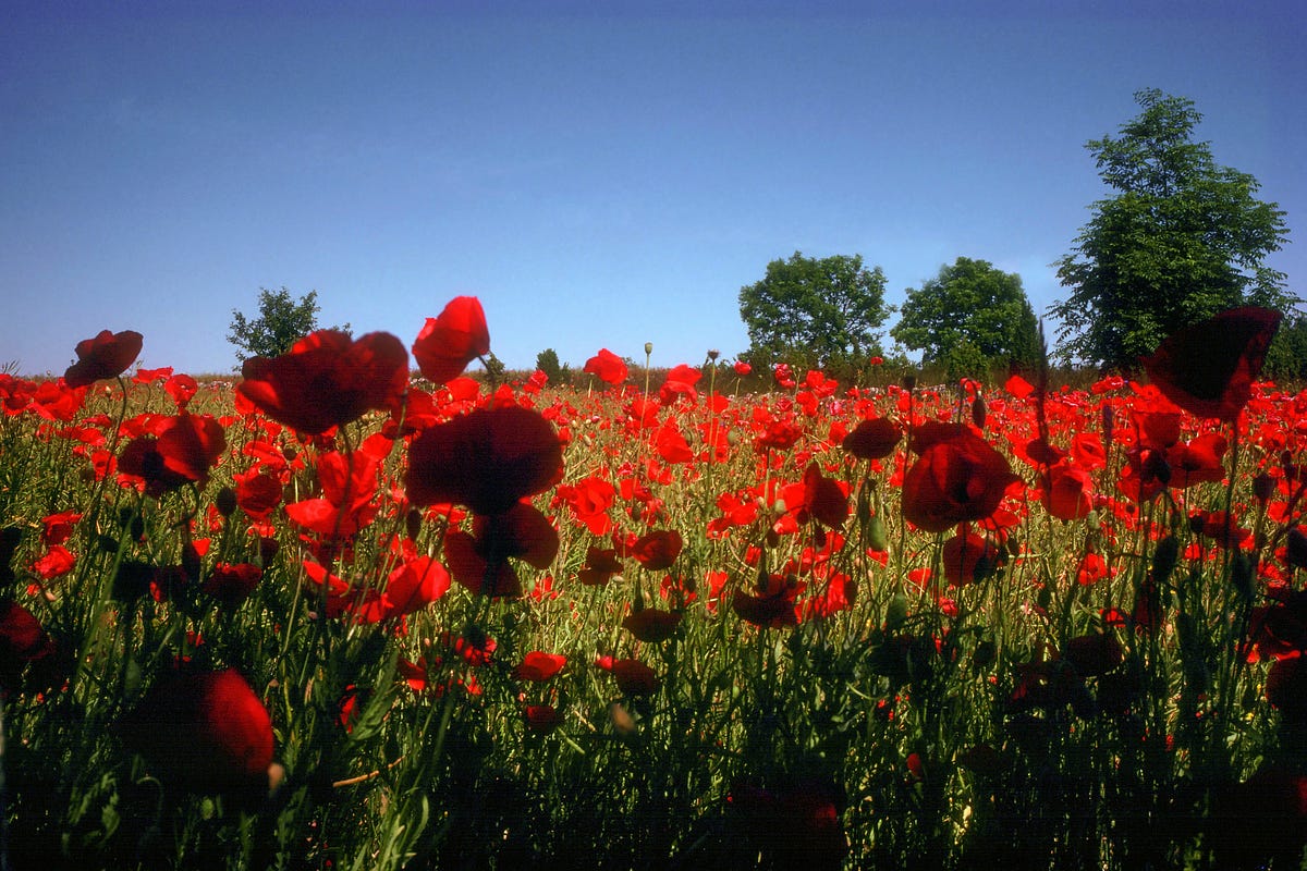 Outgrowing Tall Poppy Syndrome. I recently learned about Tall Poppy ...
