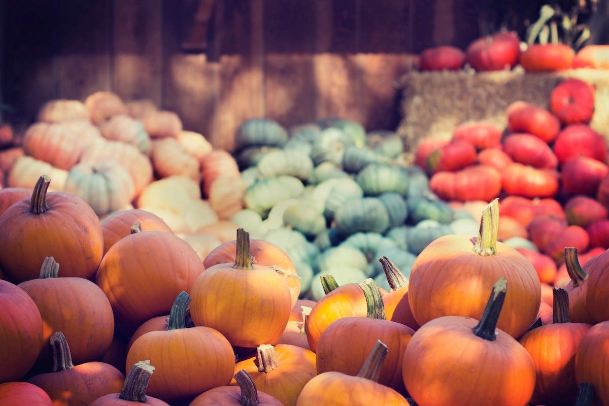 Image of: What Are the Best Pumpkin Patches in San Francisco?