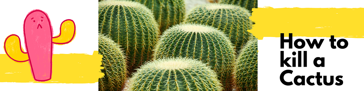 Death of a Cactus. Ever heard the saying "You can't kill a | by  S'nenhlanhla Dube | Medium