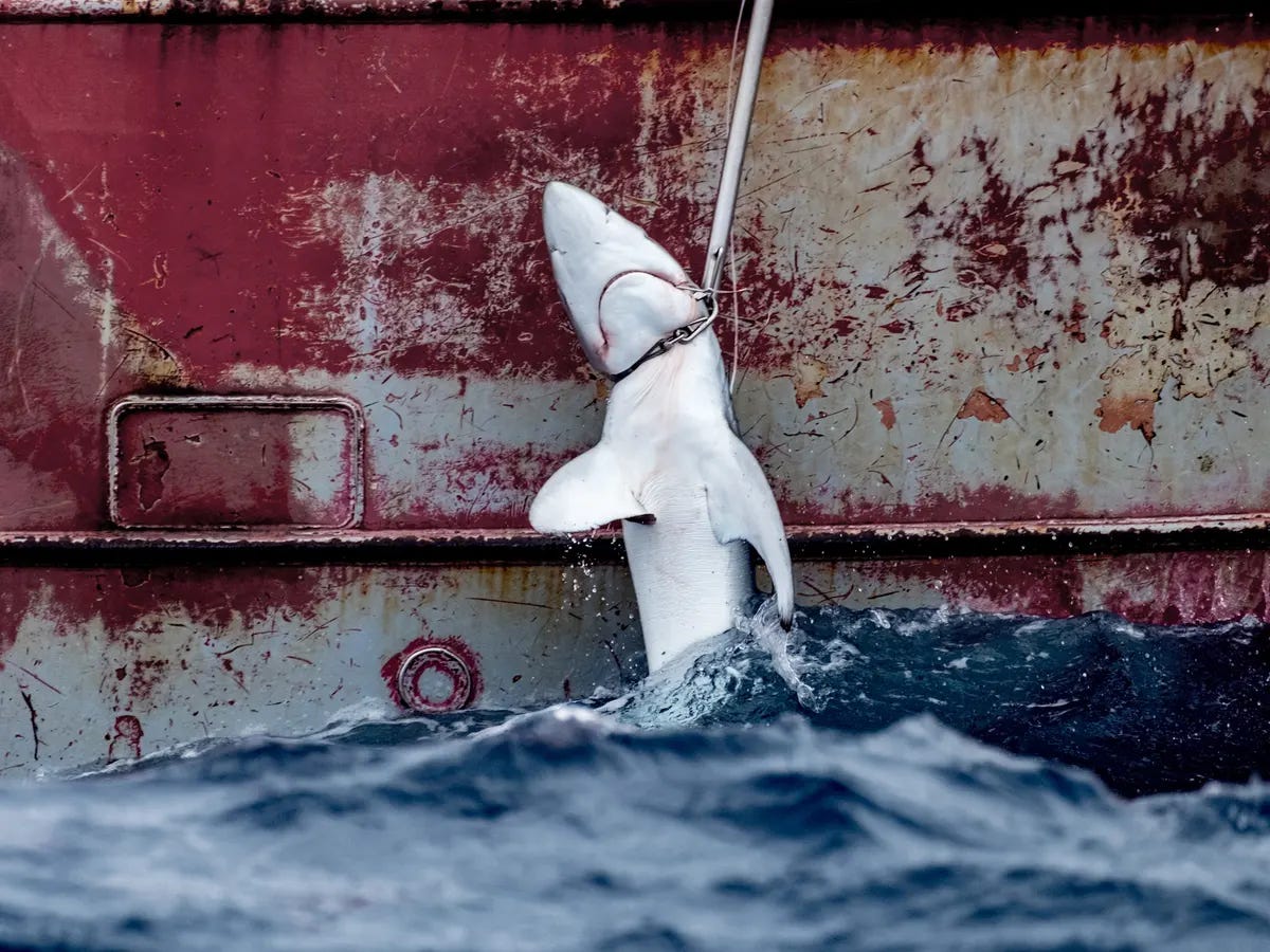 Shark Finning Prohibition Act of 2000
