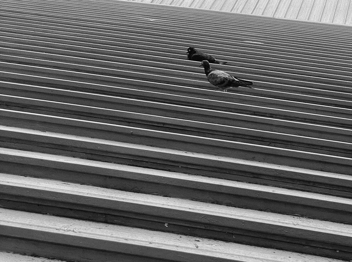 Why Do Birds Sunbathe? The Daily Cuppa Medium