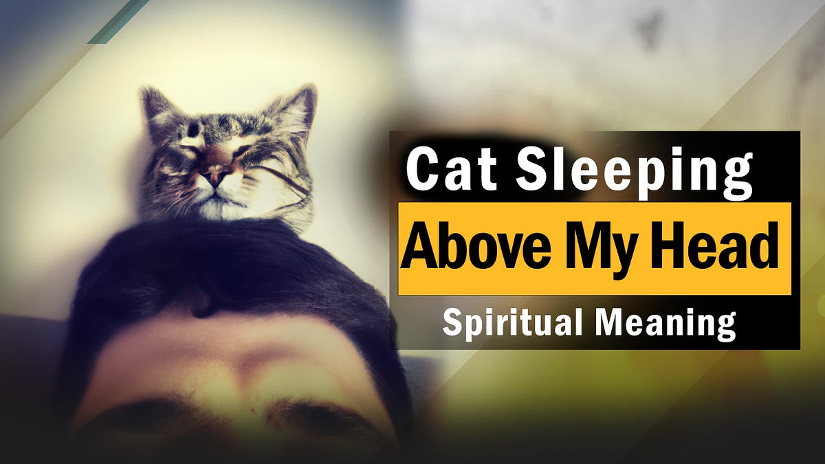 Cat Sleeping Above My Head Spiritual Meaning puppyplaying Medium