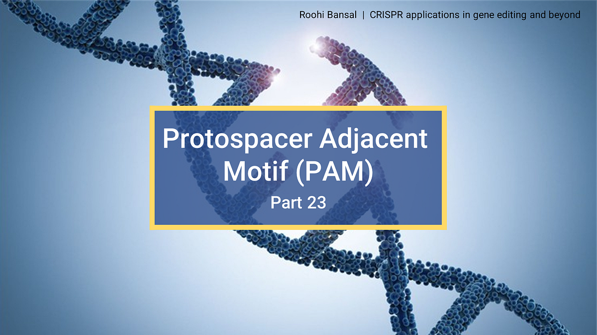 Protospacer Adjacent Motif or PAM (Part 23 CRISPR in gene editing and