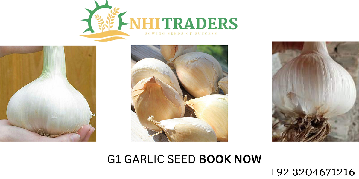 G1 Garlic Seeds Elevating Your Garlic Farming Experience in Pakistan