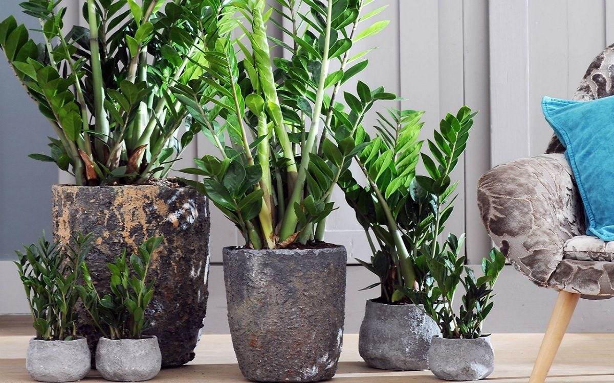 The Ultimate Guide to Choosing the Best Fertilizer for ZZ Plants by
