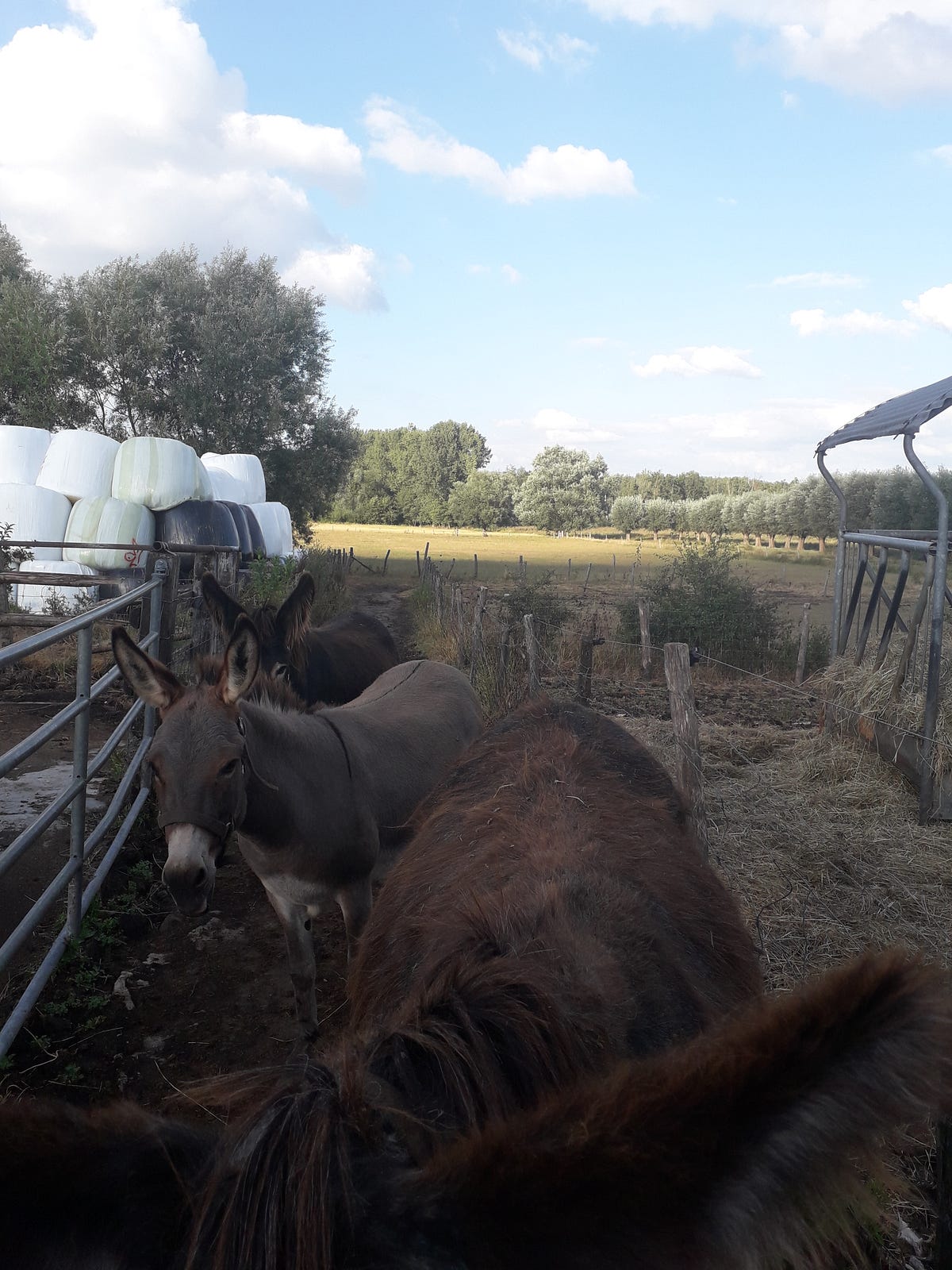 How I experienced the daily life on an organic farm by IFOAM EU Medium