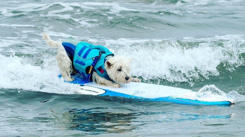 Image of: Who Are the Pups to Watch at the World Dog-Surfing Championships?