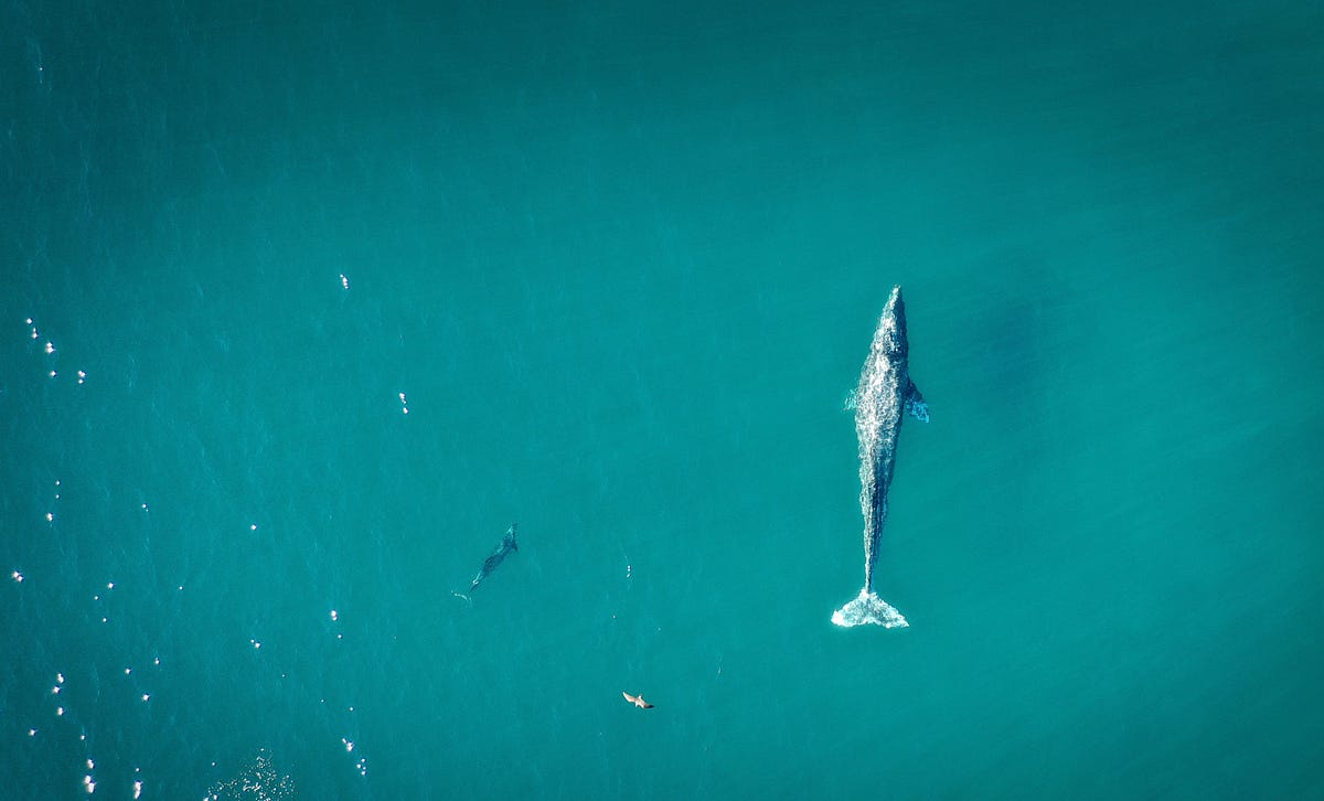 The Importance of Whales in the Atlantic Ocean | by Tasmin Hansmann ...
