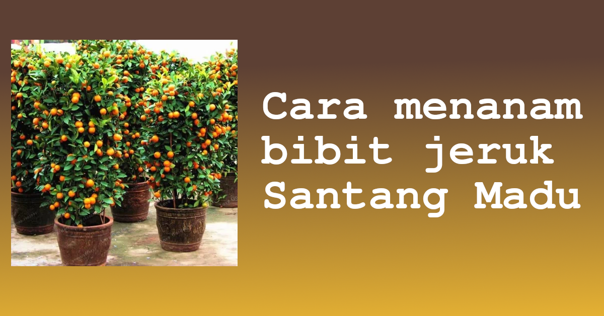 Bibit Jeruk Santang Madu: Panduan Lengkap Menanam dan Merawat