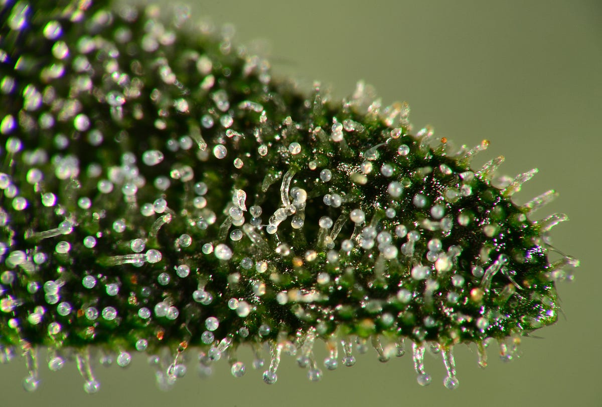 Chemical factories: cannabis trichomes under the microscope
