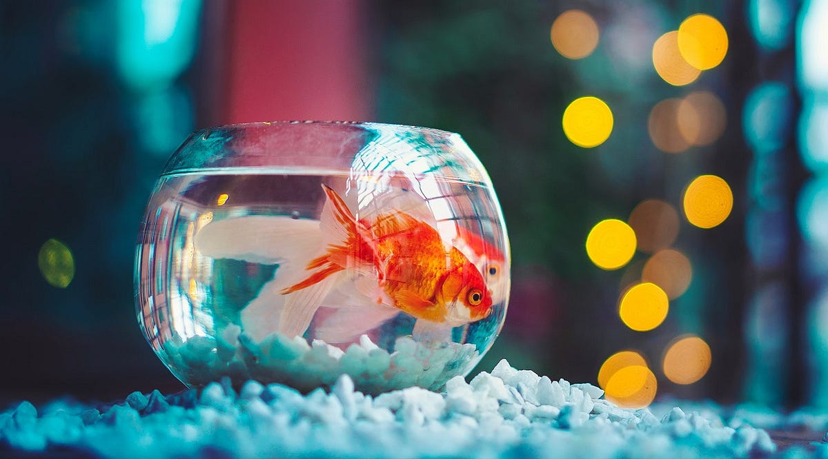 “My goldfish needs me!”. Why we make excuses… and what we can do… by