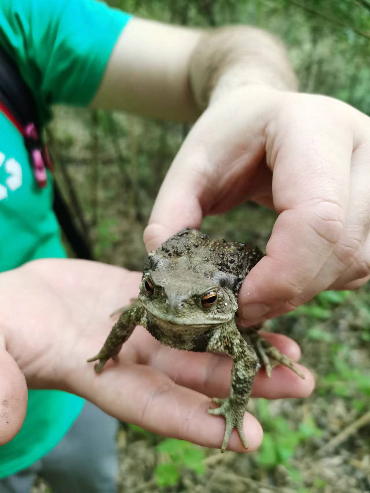 Would You Touch a Toad?. A personal experience in bravery by Alex