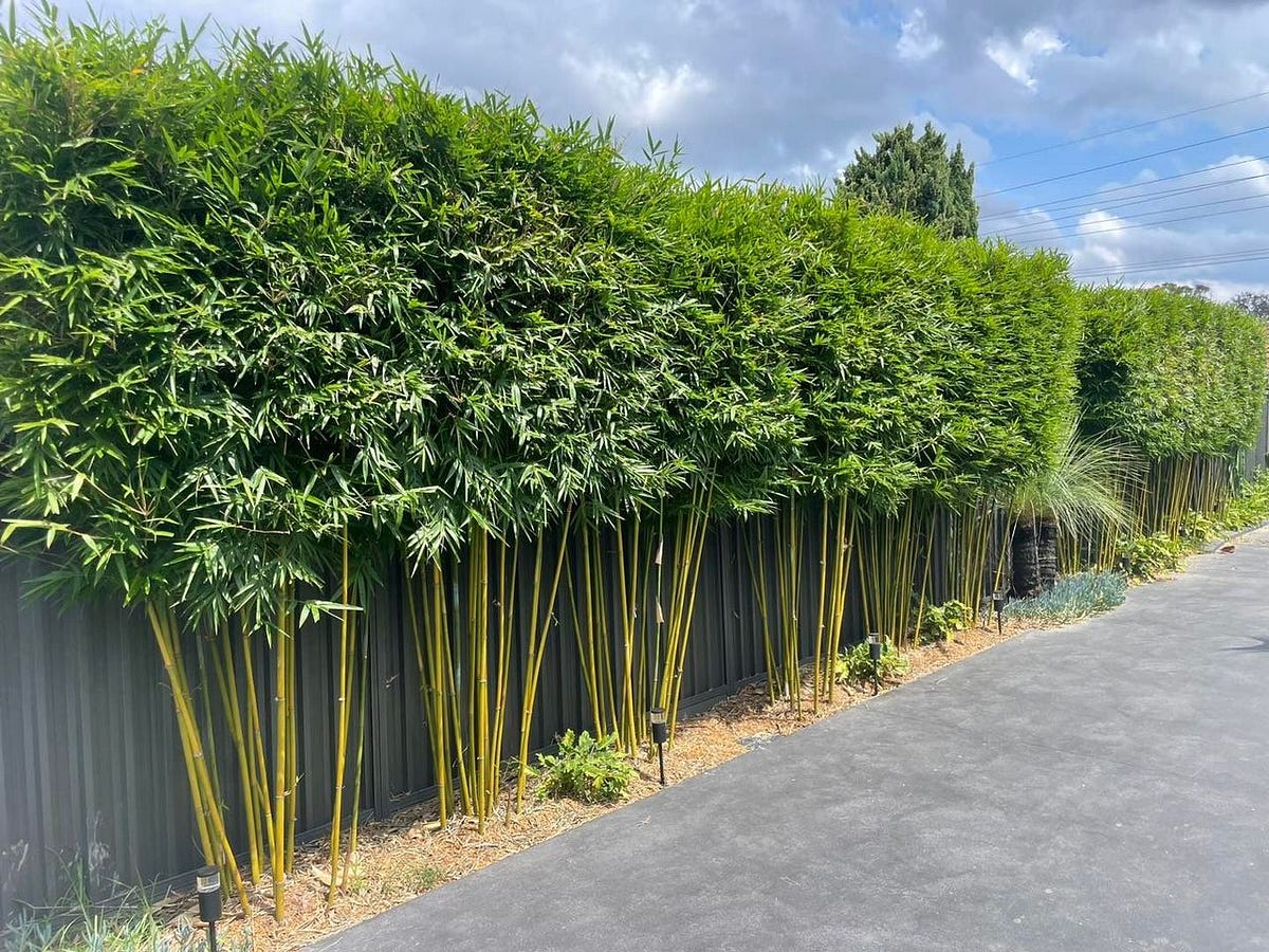 Shop Best Gracilis Bamboo In Sydney The Bamboo Jungle Medium