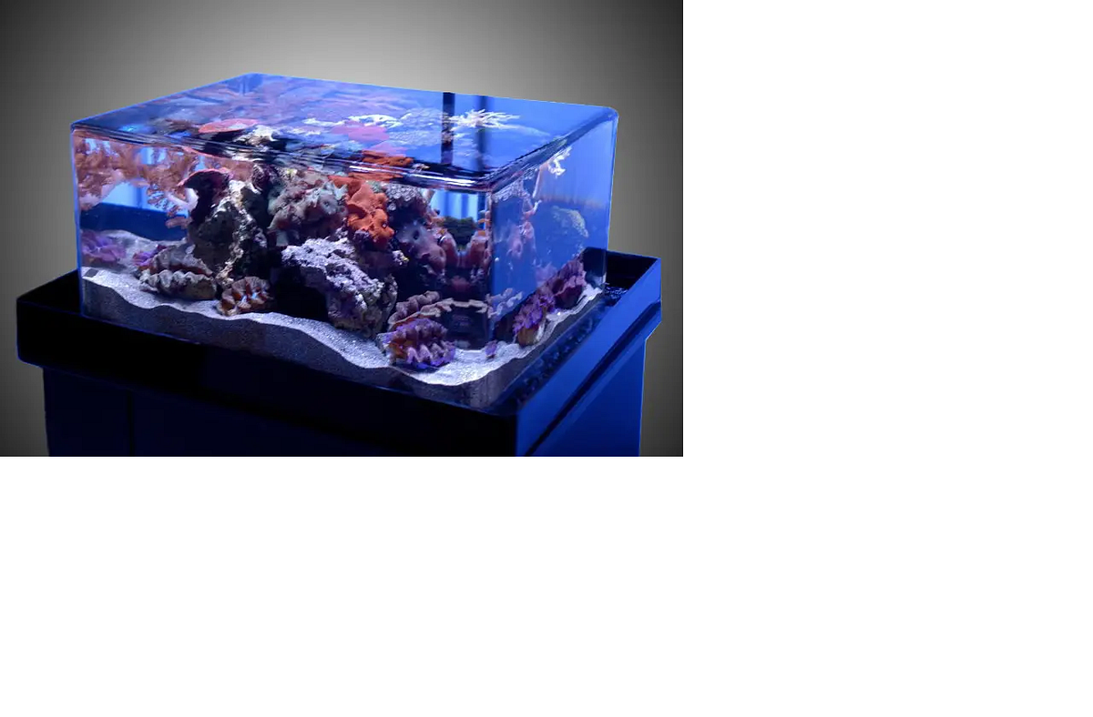 How do I Set Up An Aquarium For Fish ??? Champareff Medium