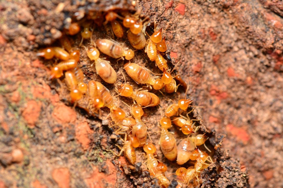 Get The Best Liquid Termite Treatment In Memphis - Jamison Pest and ...