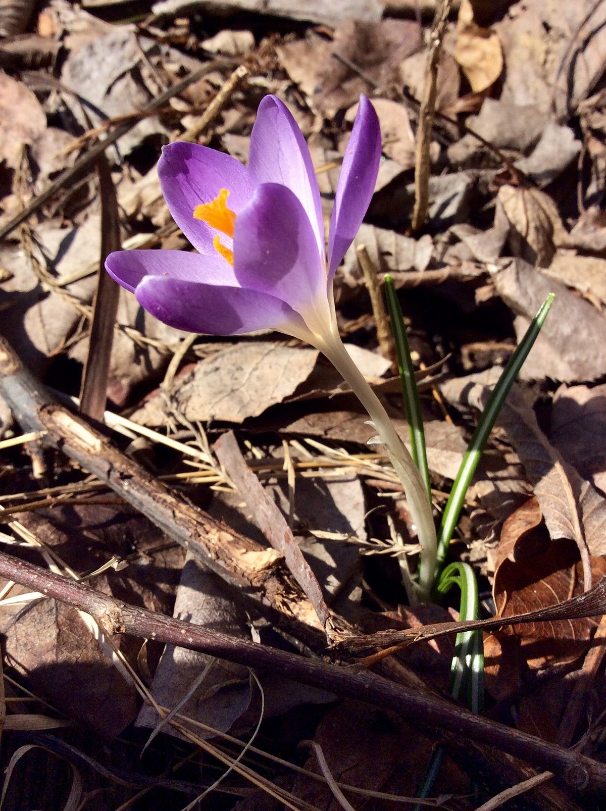 The First Flower of Spring Has Sprung The Daily Cuppa Medium