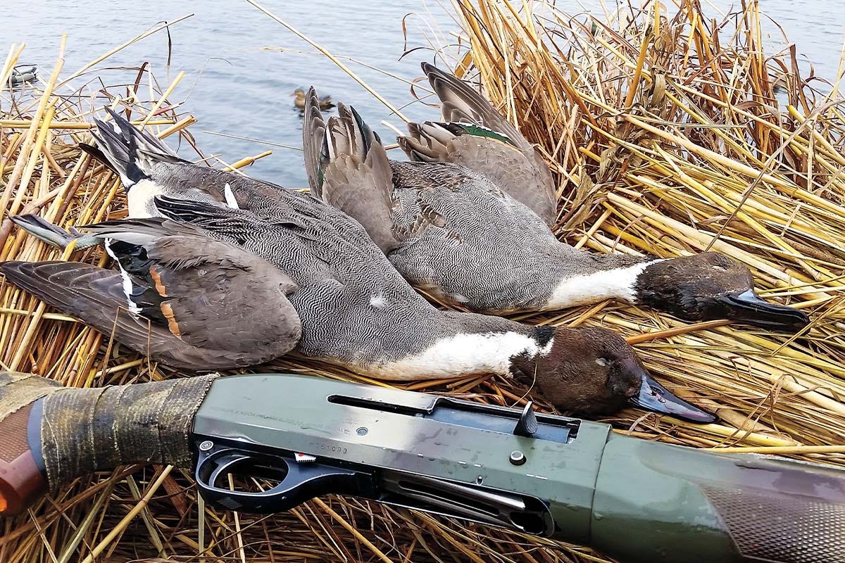 Best Duck Hunting Tips For Beginners To Professionals By Argentinas