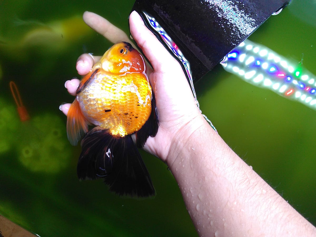 Photo inspiration: Avoiding Goldfish Overpopulation Mistakes Reference: I Killed My Goldfish So You Don T Have To