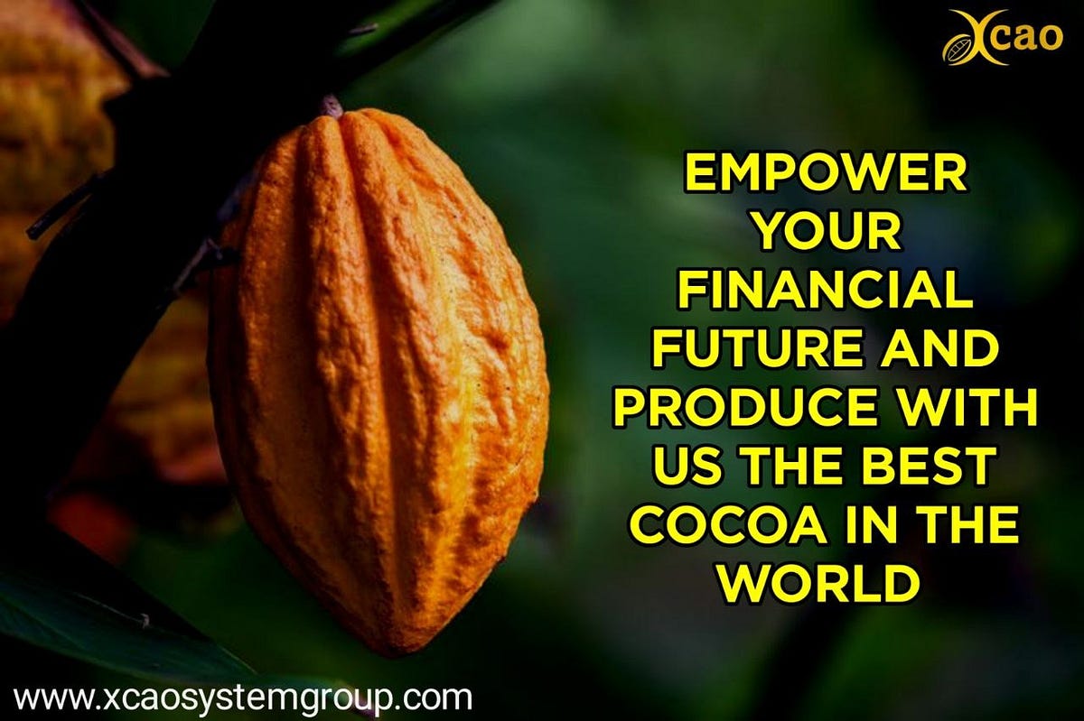Exploring the Lucrative World of Cocoa Production An Opportunity with