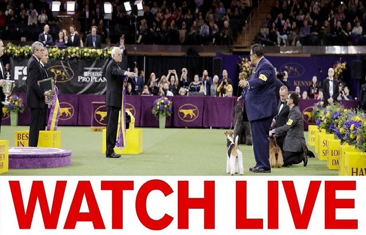 2020 Westminster Kennel Club Dog Show Live Stream 👉Watch Online FREE