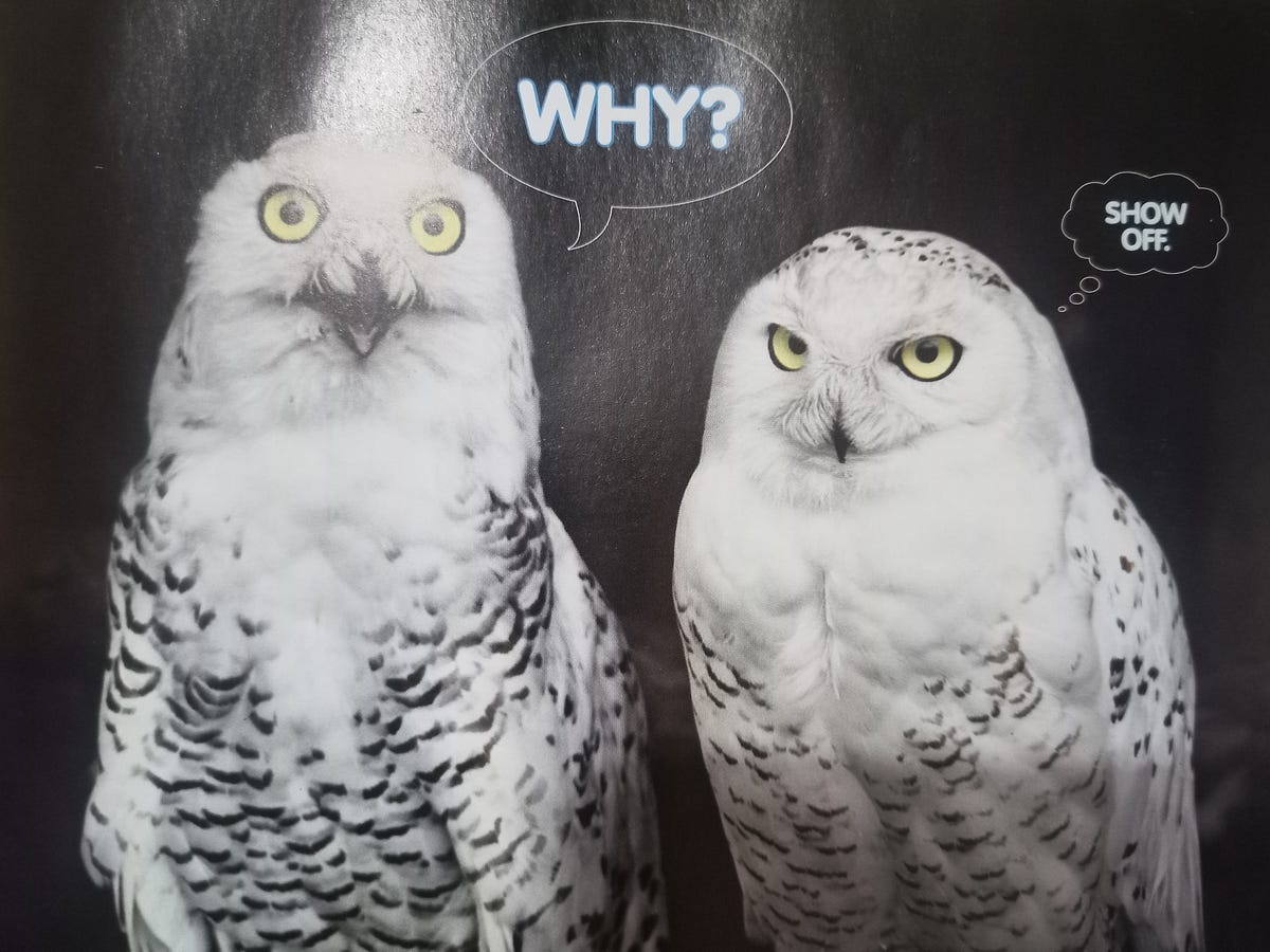 Why is the sky blue? Why is your snot yellow? Why do skunks smell like