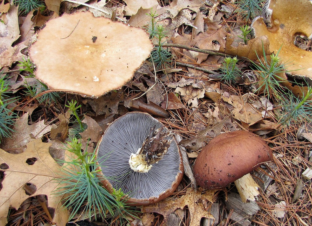 A lowtech method for growing delicious Wine Cap mushrooms (Stropharia