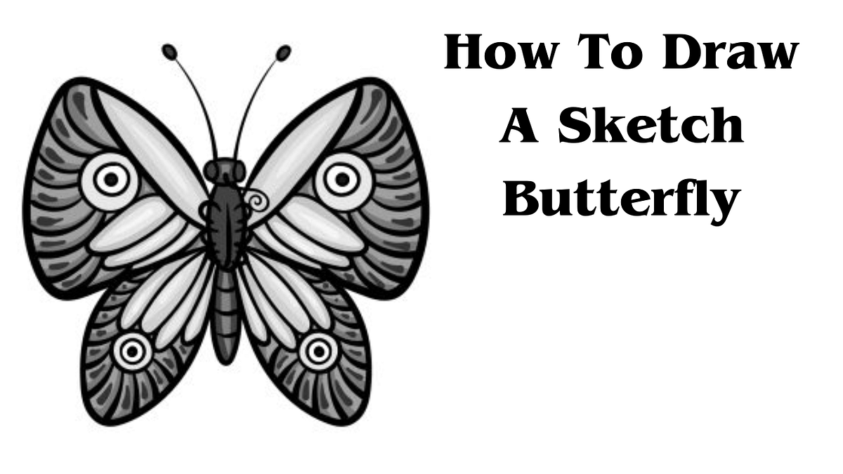 Instruction to Draw a Sketch Butterfly — Full Guide by Mujahid Bhatti Jul, 2023 Medium