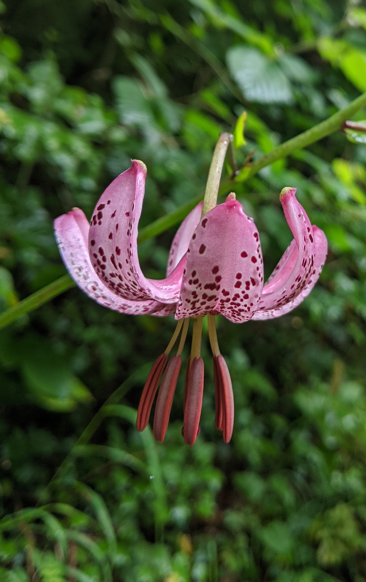 Flower-spotting hike up from Montreux + alpine garden + century