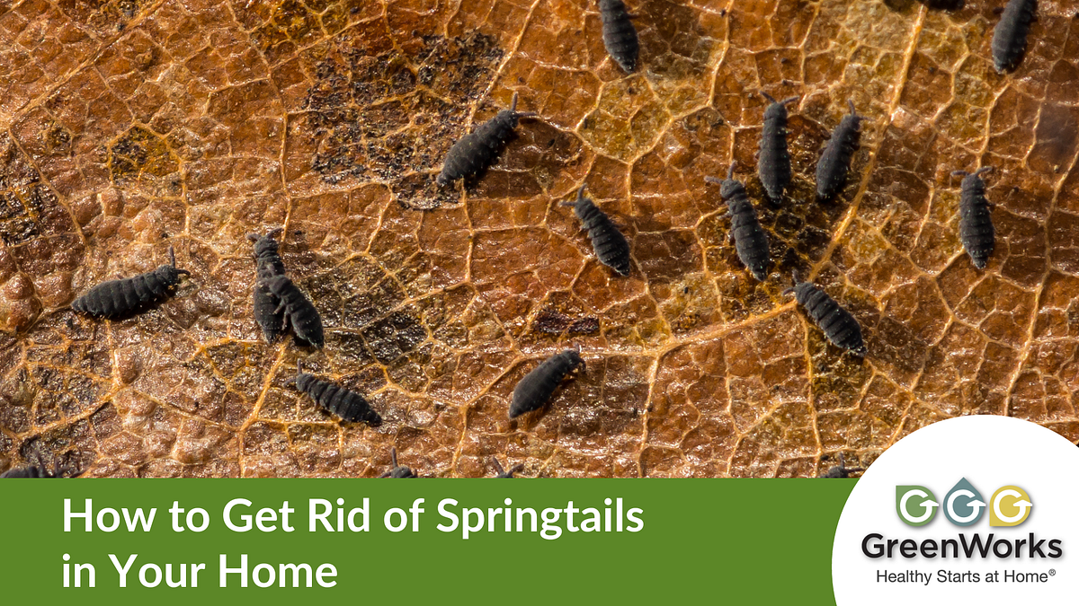 How to Get Rid of Springtails in Your Home by GreenWorks Environmental Nov, 2023 Medium