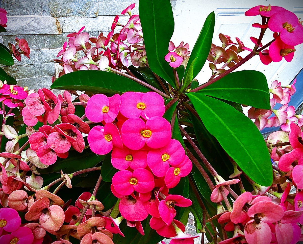 Flower Power The Floral Beauty of Trinidad & Tobago by JoAnn Ryan