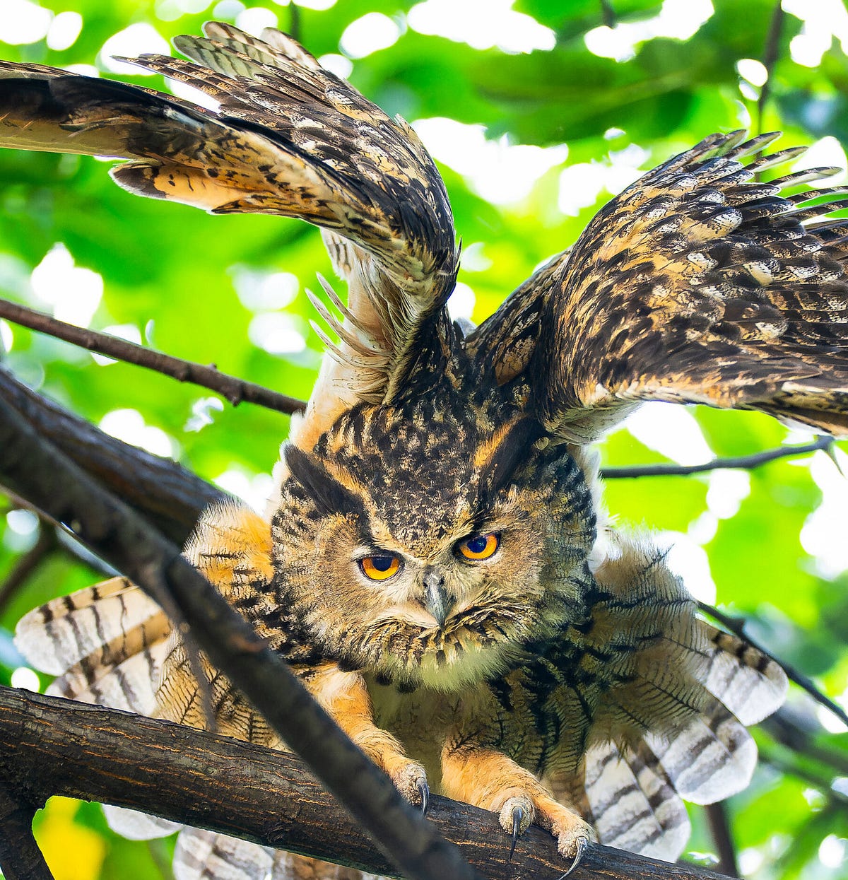 New York City Mourns Flaco: the owl who escaped captivity and became a