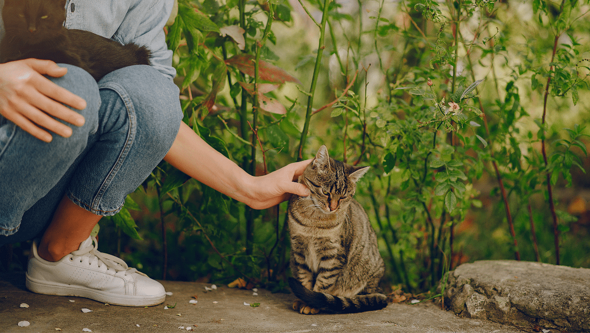After Neutering Male Cat Behavior by Abdullah Fahim Medium