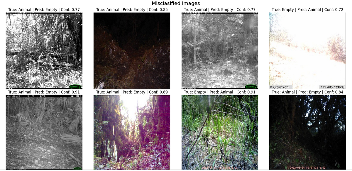 Wildlife Image Classification Using the iWildCam Dataset | by Angela ...