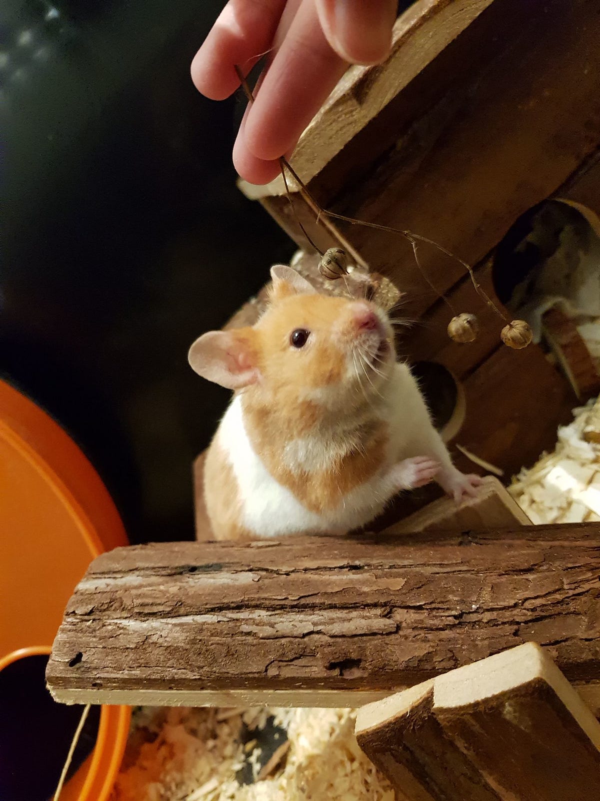 Do Hamsters Bite? They May Eat Your Fingers by Mistake by Hamster