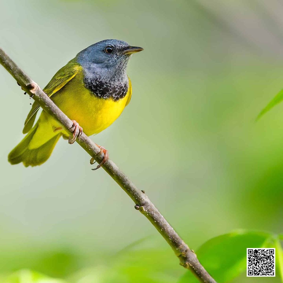 How To Hear A Warbler Song?
