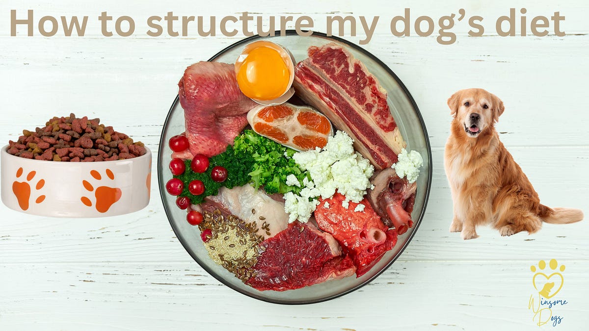 How to structure my dog’s diet? Tips to check your dog’s nutrition by