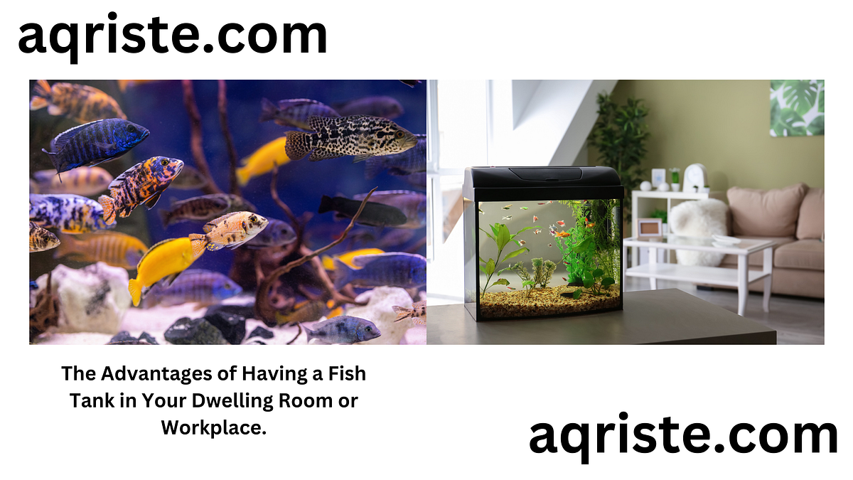 The Advantages of Having a Fish Tank in Your Dwelling Room or Workplace