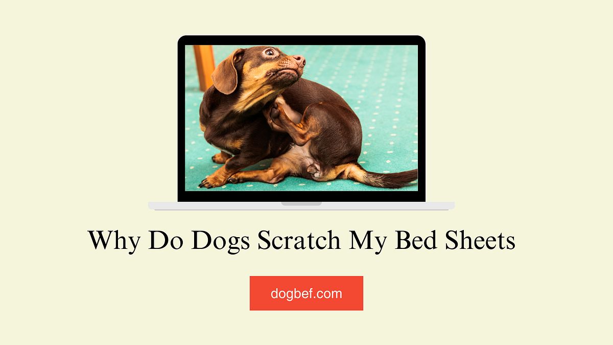 Why Do Dogs Scratch My Bed Sheets by DogLovers Medium
