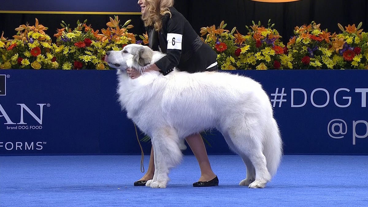 Great Pyrenees Breed Guide, Info, Care & More by Ryan L Medium